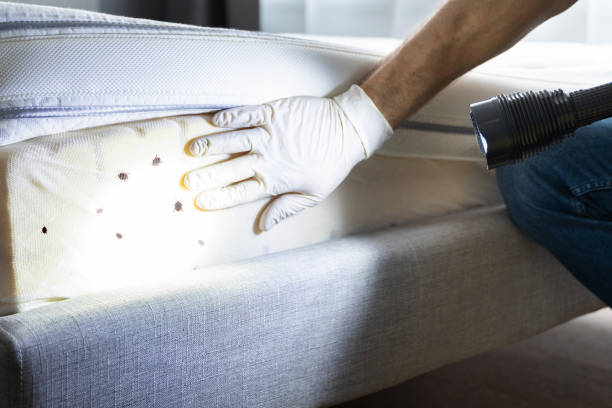 Wasp Removal Services in Geneva, IL